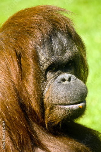 female orangutan