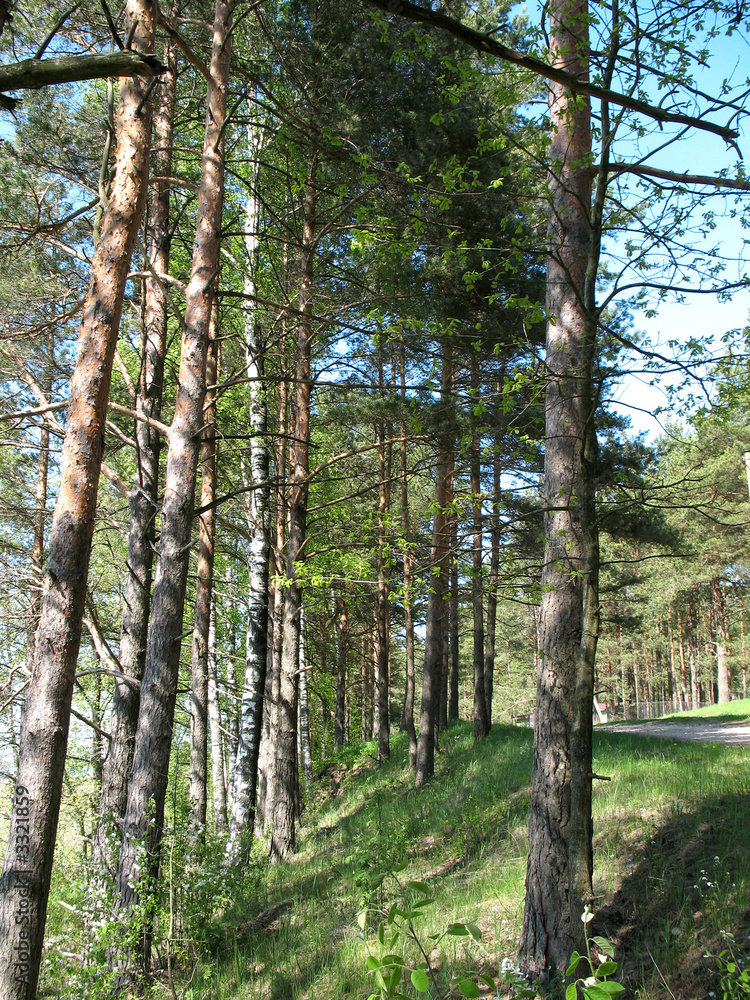 Obraz premium silence at forest roadside.