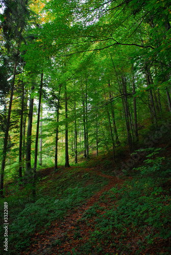 path in the forest © Calin Tatu