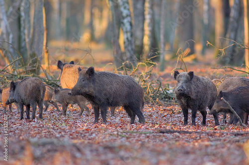 sanglier