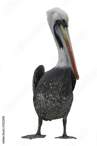 pelican