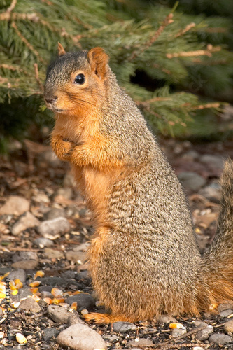 cute squirrel standing