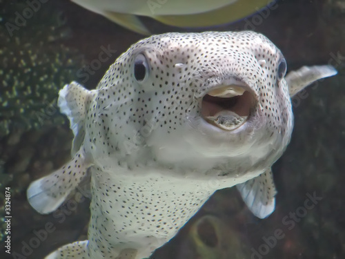 puffer fish