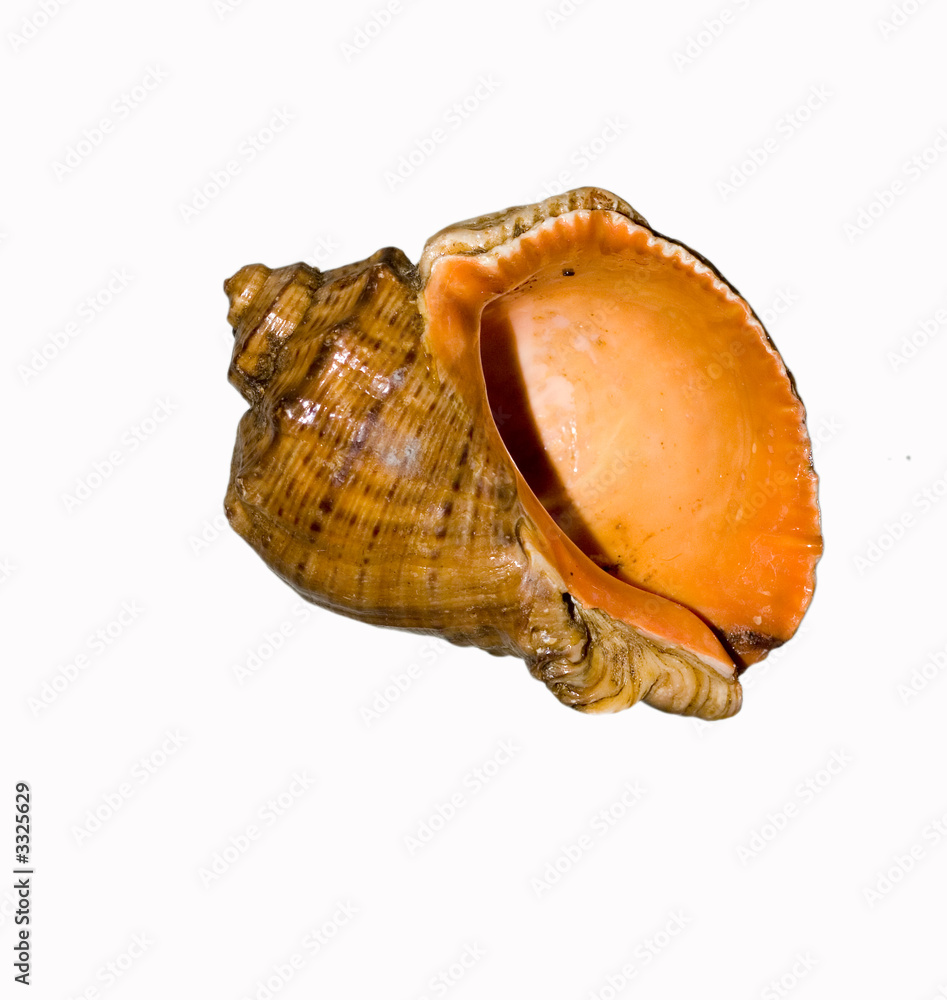 big seashell mussel isolated on white big seashell mussel isolated on white