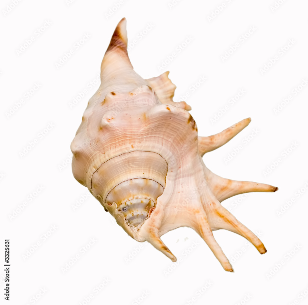 sea shell isolated on white with horns sea shell isolated on white with horns