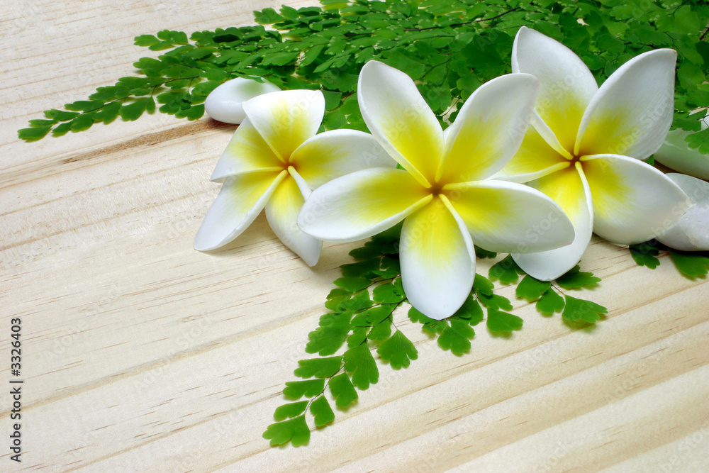 three frangipani three frangipani