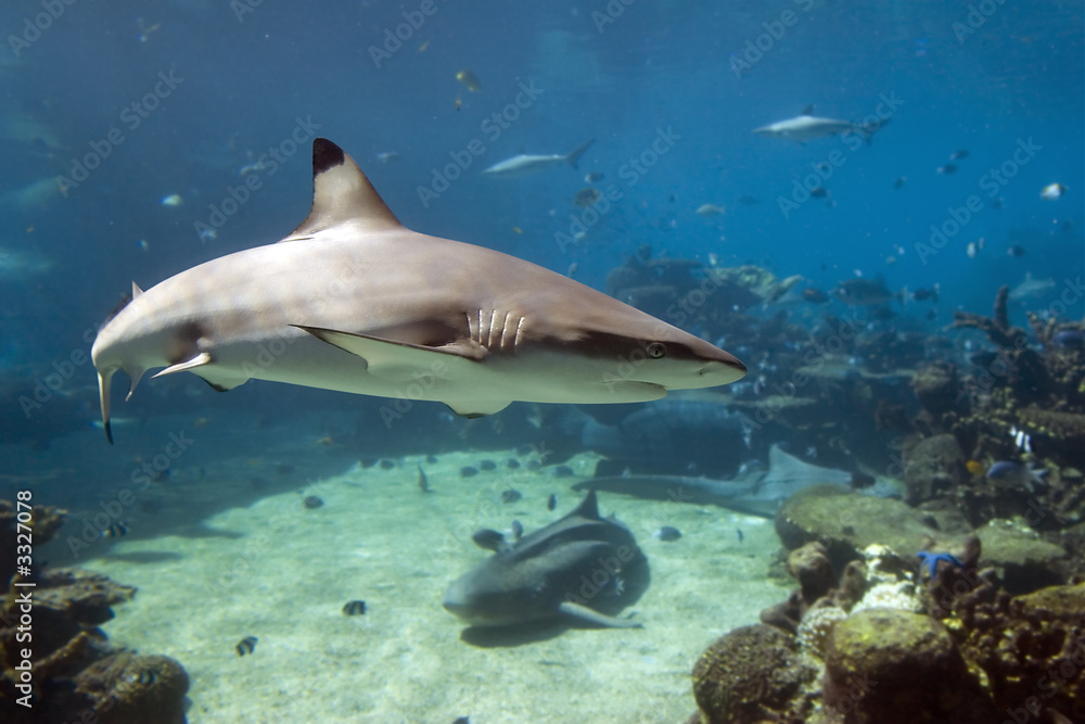 Obraz premium bktpshark