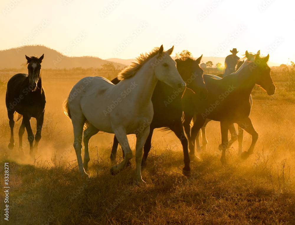 horses at dusk