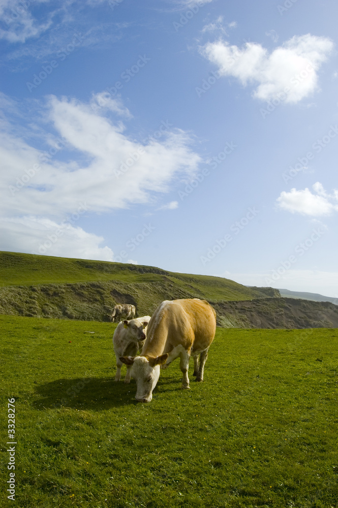 vache a dollin vache a dollin