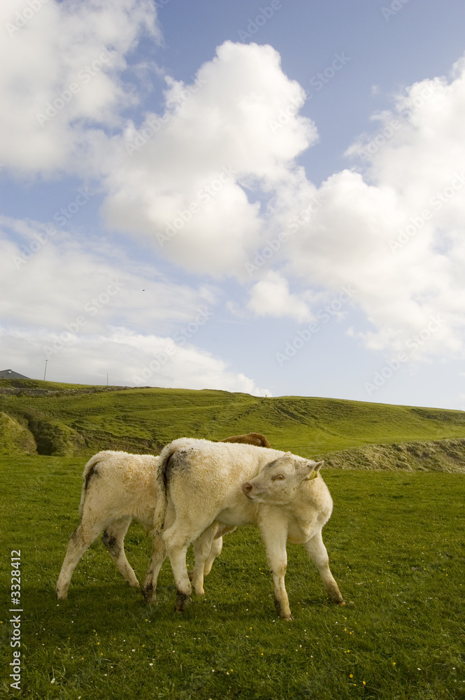 Fototapeta premium vache a dollin
