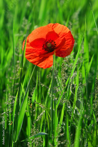 alone poppy