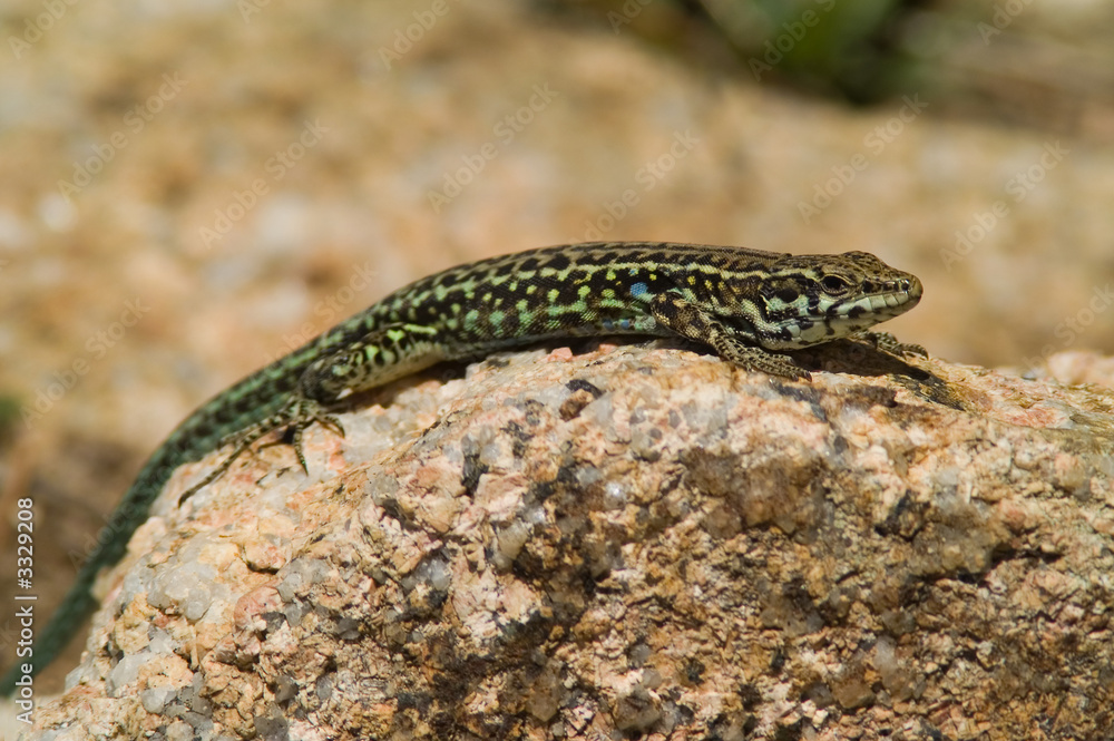 lizard on the stone lizard on the stone