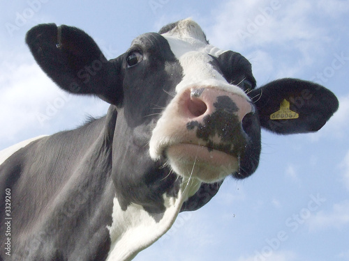 cow