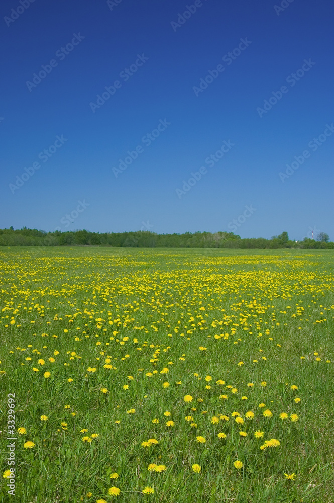 rural landscape - sky and field