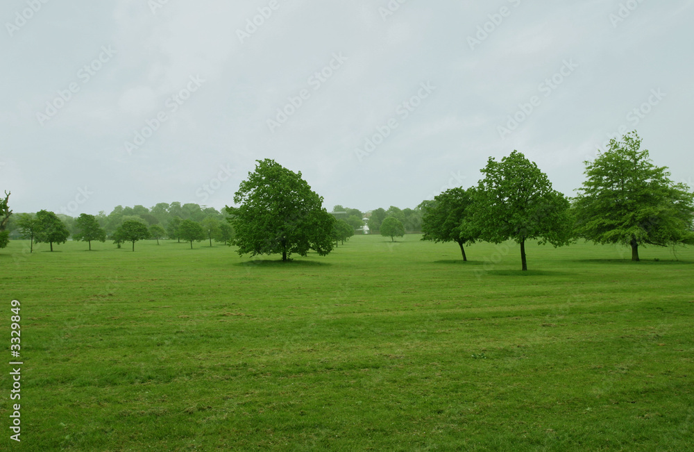 Fototapeta premium trees on flat grass