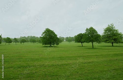 trees on flat grass
