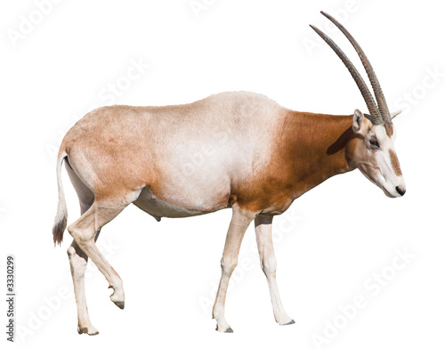 Картината върху платно scimitar horned oryx (damma) isolated over white b