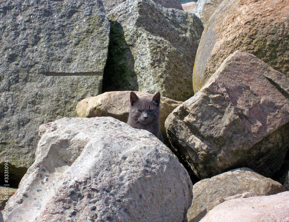 Obraz premium stray cat among rocks 05