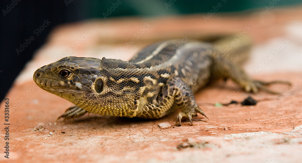 Fototapeta premium lizard 1