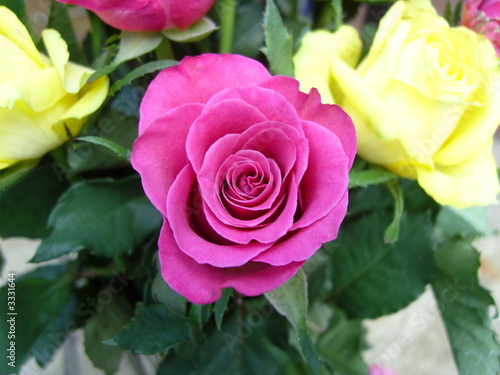 pink rose