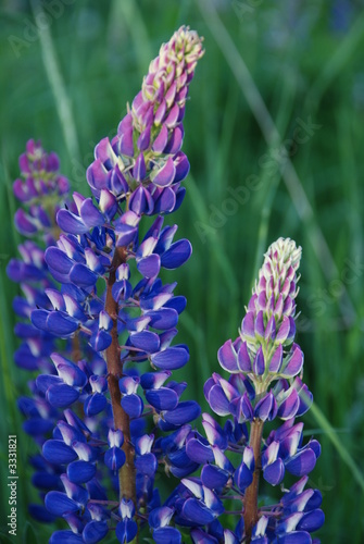 lupinen