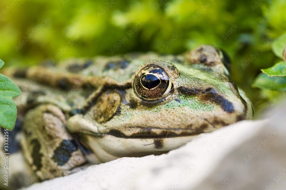 gros plan de tete de grenouille verte écologie gros plan de tete de grenouille verte écologie