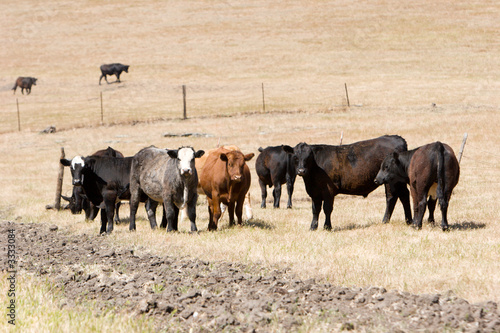 Wallpaper Mural cows grazing Torontodigital.ca