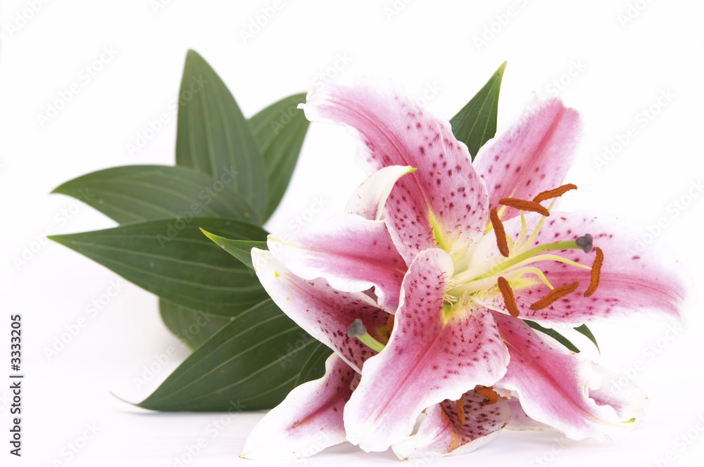 pink lily pink lily