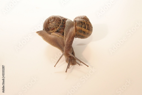 accouplement d'escargots photo