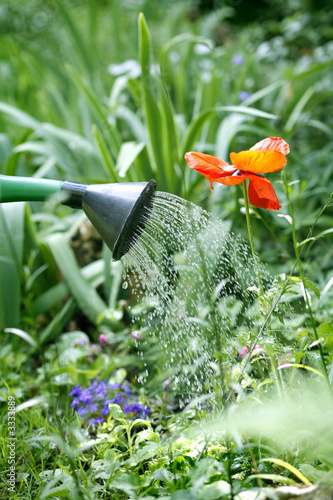 arrosage du jardin