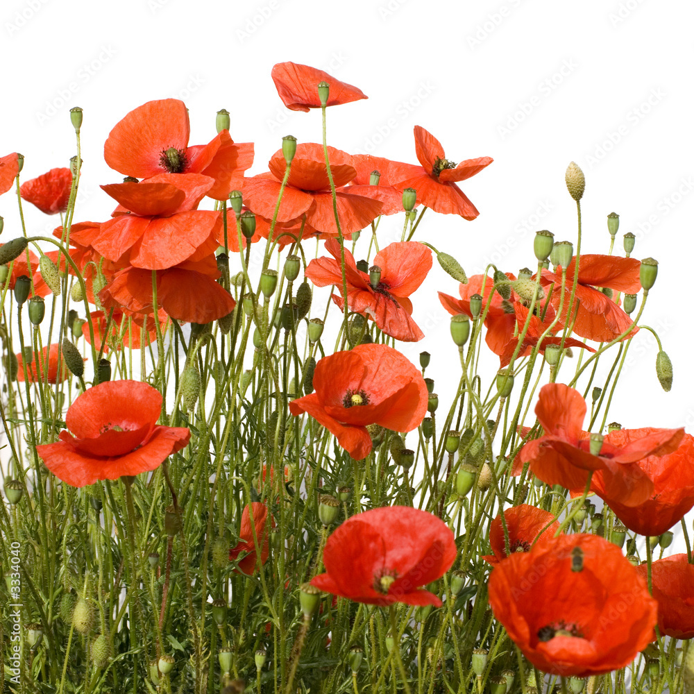Fototapeta premium coquelicots