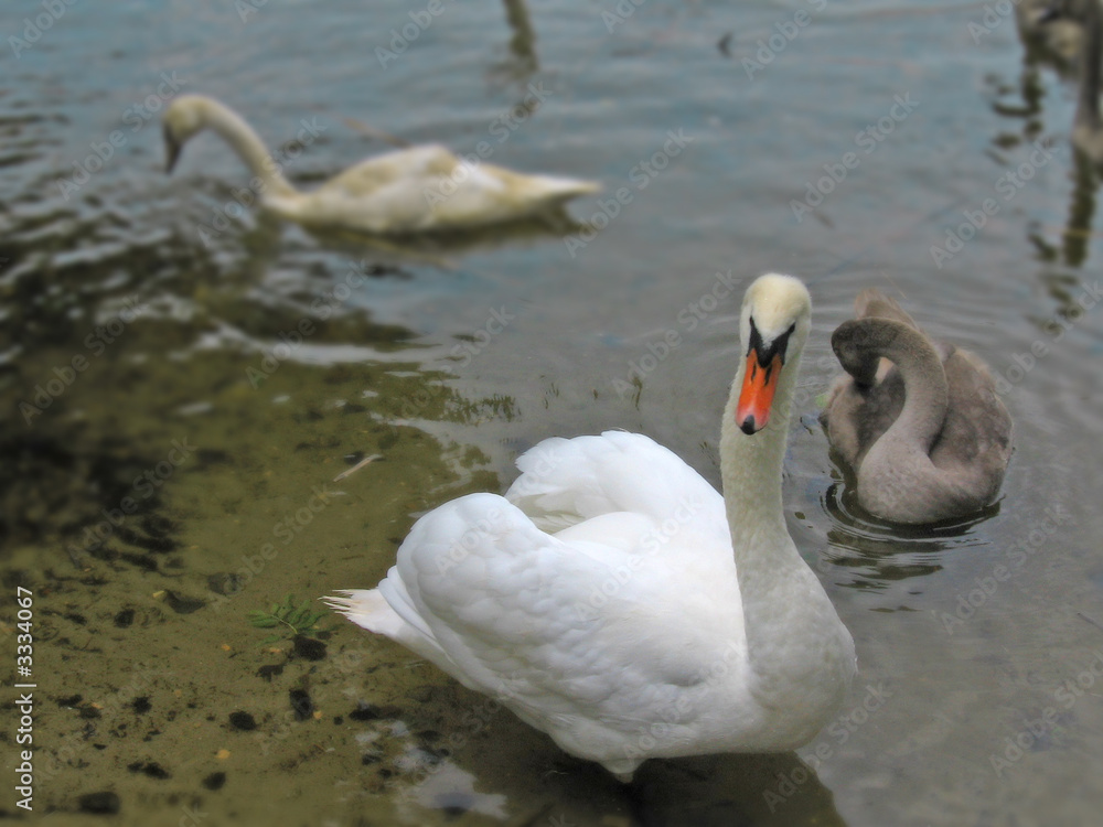 schwan