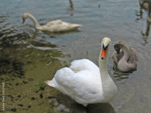 schwan