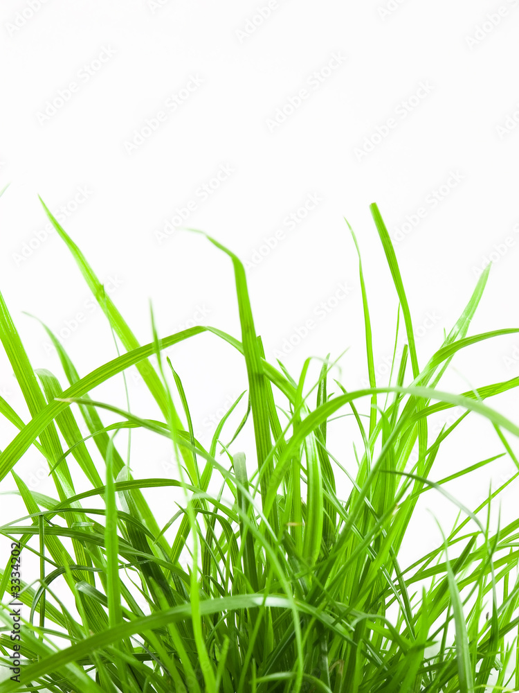 Naklejka premium grass
