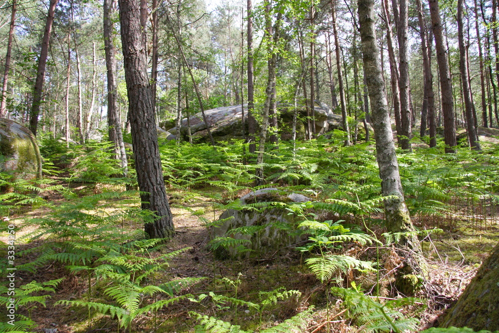 forêt forêt