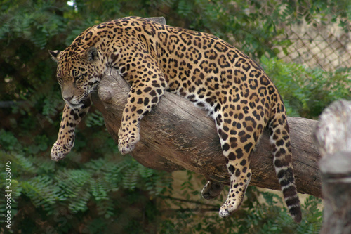 léopard perché © albert kuoch