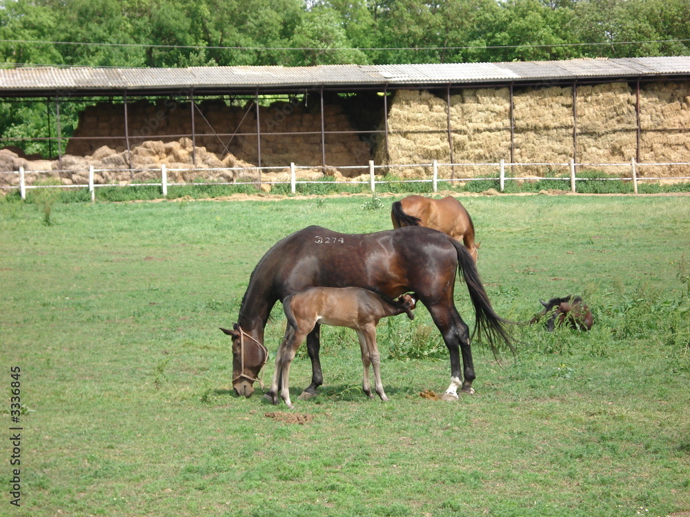 Fototapeta premium mother and a child horse