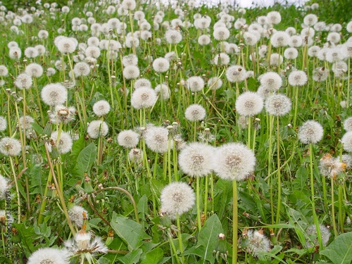 Dandelion lawn