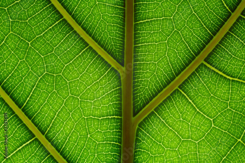 Obraz na plátně natural grid