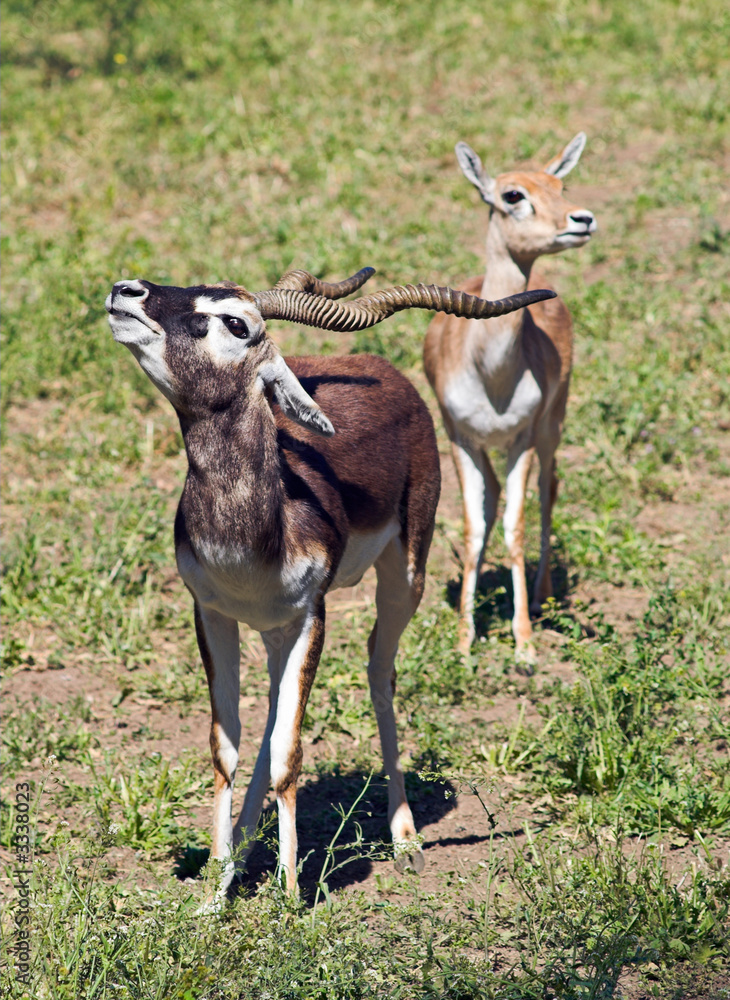 a couple of indian black buck antelopes over green a couple of indian black buck antelopes over green
