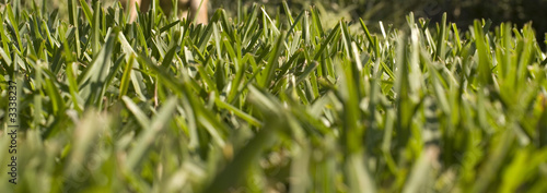 green grass