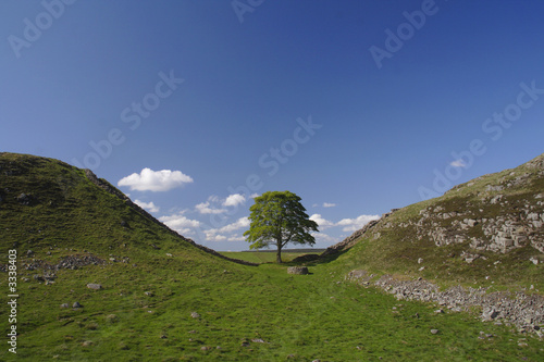sycamore gap photo