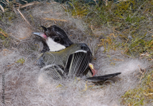 mésange défendant son nid photo