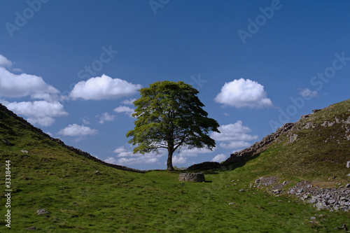 sycamore gap photo