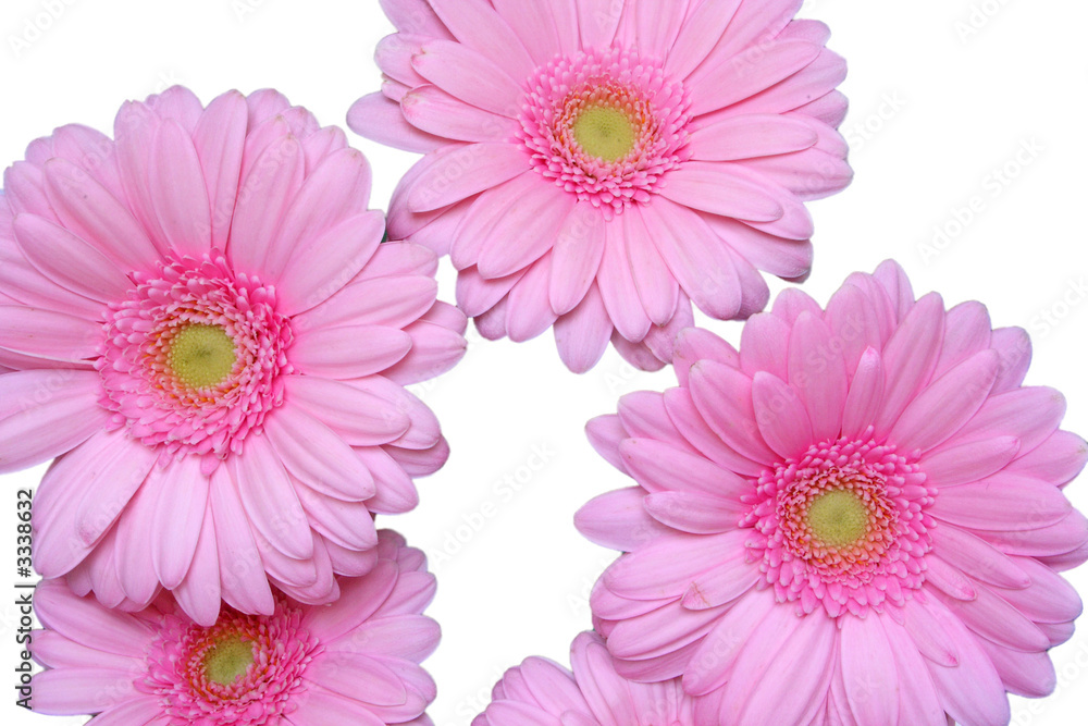 herbera