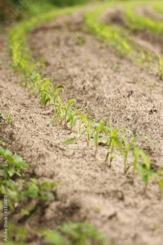 row of maize plants