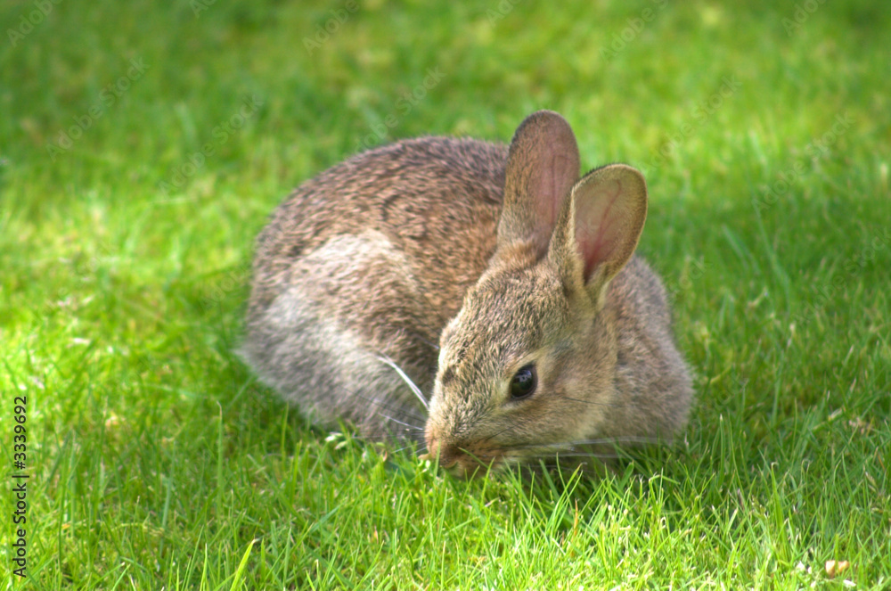 Fototapeta premium garden rabbit