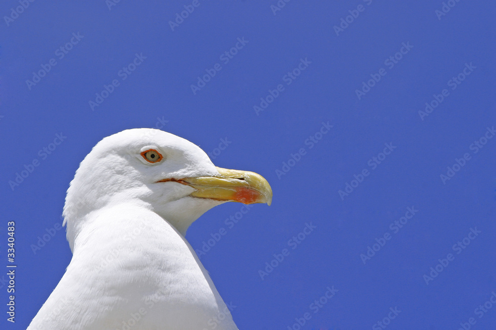 seagull