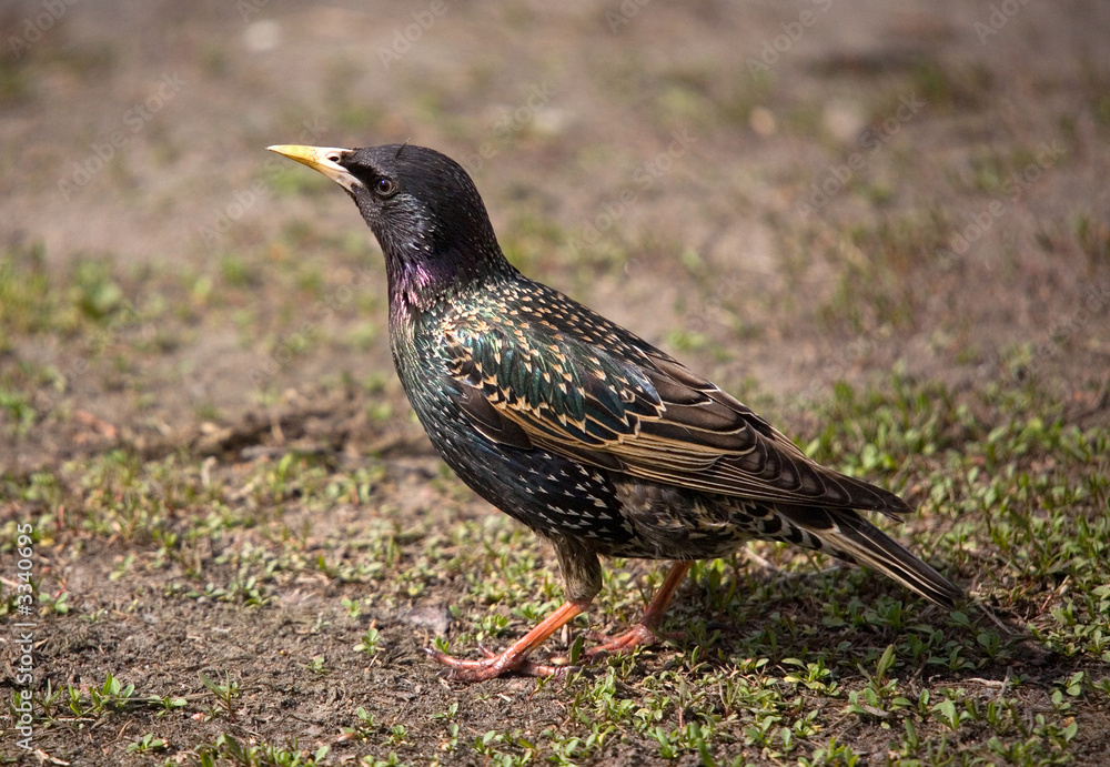 starling close-up starling close-up