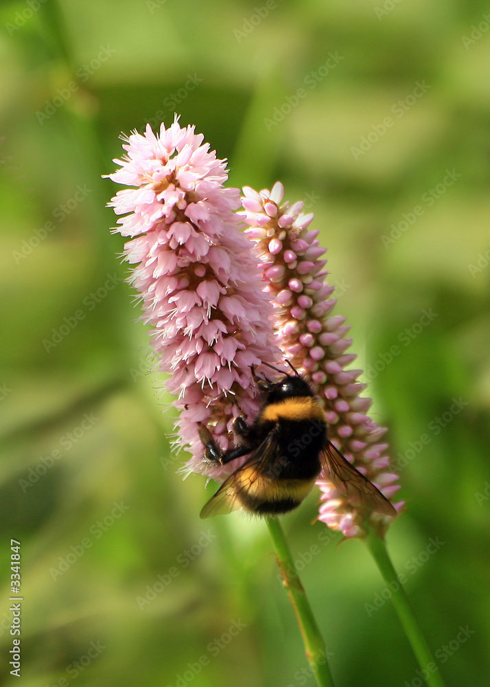 bumble bee on flower
